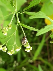 Zygogramma bicolorata