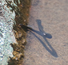 Haemopis sanguisuga