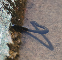 Haemopis sanguisuga