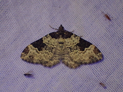 Xanthorhoe fluctuata