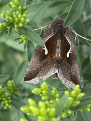 Anagrapha