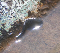 Haemopis sanguisuga