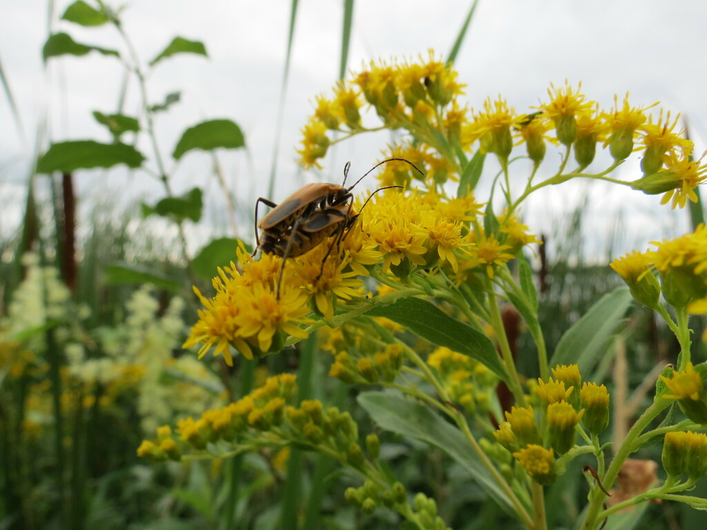 Goldenrod Soldier Beetle from Otter Tail County, MN, USA on August 13