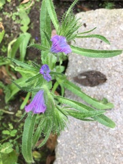Angiospermae