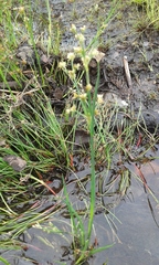 Juncus subnodulosus