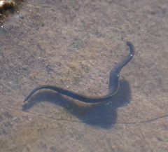 Haemopis sanguisuga