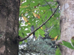 Dicrurus leucophaeus