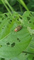 Kuschelina tenuilineata