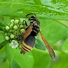 Pachodynerus nasidens