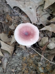 Mycena pura