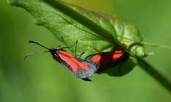 Zygaena