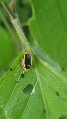 Kuschelina tenuilineata