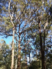 Eucalyptus microcorys