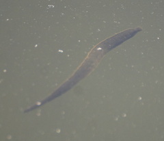 Haemopis sanguisuga