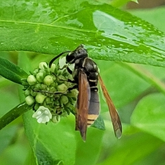 Pachodynerus nasidens