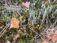 Cladonia furcata