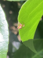 Araniella cucurbitina