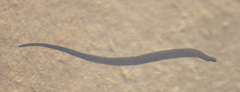 Haemopis sanguisuga