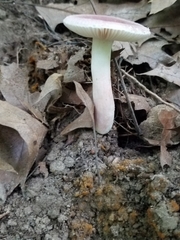 Mycena pura