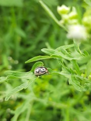 Zygogramma bicolorata