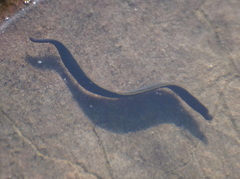 Haemopis sanguisuga