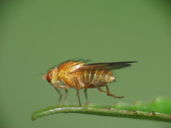 Homoneura