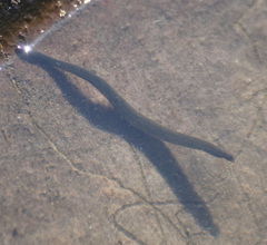 Haemopis sanguisuga