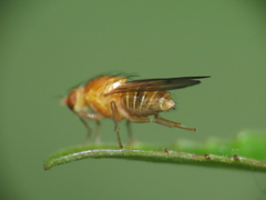 Homoneura