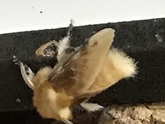 Megalopyge opercularis