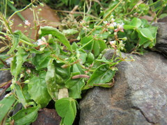 Circaea × intermedia