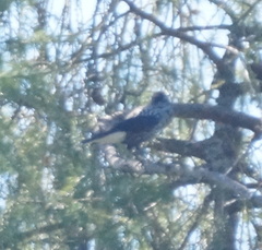 Nucifraga caryocatactes