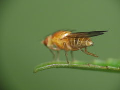 Homoneura