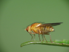 Homoneura