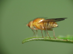 Homoneura