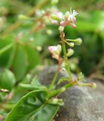 Circaea × intermedia