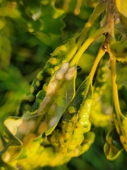 Neuroterus floccosus