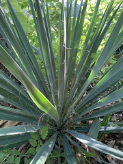 Asparagaceae