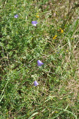 Campanula rotundifolia