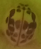 Psyllobora confluens