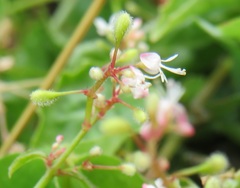 Circaea × intermedia