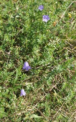 Campanula rotundifolia