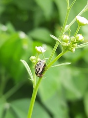 Zygogramma bicolorata