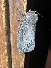 Gloveria arizonensis