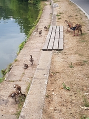 Alopochen aegyptiaca