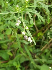 Zygogramma bicolorata