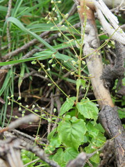 Circaea × intermedia