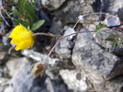 Potentilla ovina