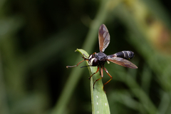 Physocephala rufipes