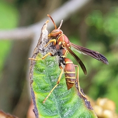 Polistes dorsalis dorsalis