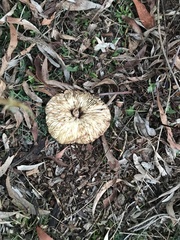 Agaricales